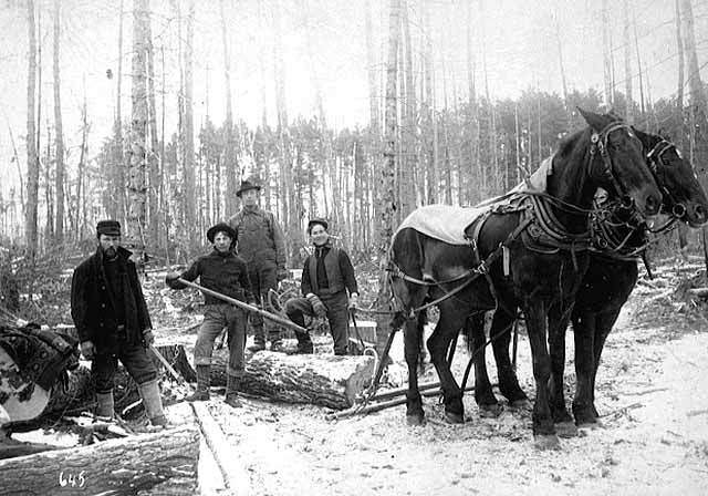 Photo of standing pines, 1901.