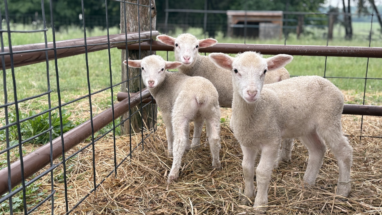 Three little lambs on Kelly Farm.